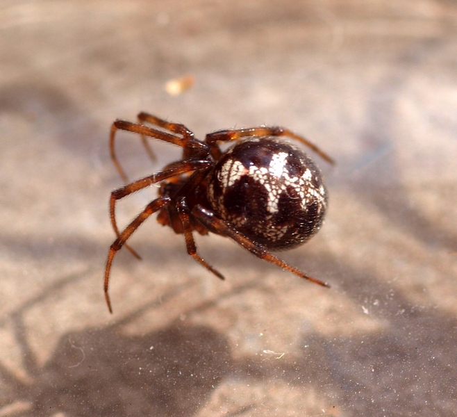 Steatoda triangulosa